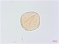 頷垂豆藏品圖，第3張