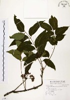 賊仔樹藏品圖，第1張