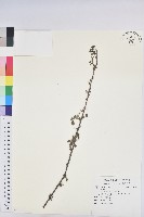 登錄號:S090817藏品圖，第1張