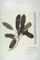 奧氏虎皮楠藏品圖，第1張