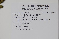 野漆樹藏品圖，第2張