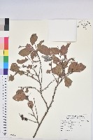 細葉饅頭果藏品圖，第1張