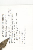 奧氏虎皮楠藏品圖，第2張