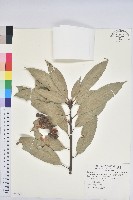 短尾葉石櫟、綿柯藏品圖，第1張