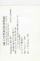 藤胡頹子藏品圖，第2張