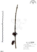 杜虹花，台灣紫珠藏品圖，第1張