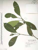 大葉木犀藏品圖，第1張