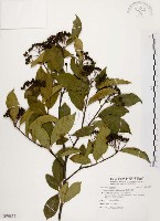 臺灣石楠藏品圖，第1張