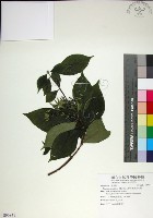 薄葉玉心花藏品圖，第1張