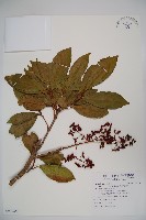 著生珊瑚樹藏品圖，第1張