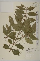 刺果衛矛藏品圖，第1張