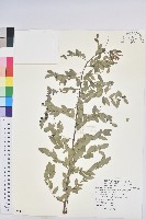 多花油柑、白仔藏品圖，第1張