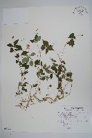 紫花鳳仙花藏品圖，第1張