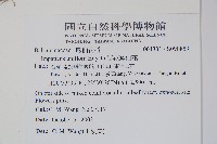 紫花鳳仙花藏品圖，第2張