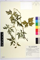 臺灣烏頭藏品圖，第1張