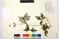 臺灣烏頭藏品圖，第1張