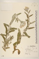 紅面番藏品圖，第1張