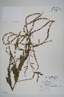 琉璃草藏品圖，第1張