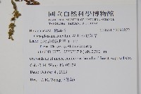 琉璃草藏品圖，第2張