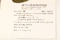 台灣澤蘭藏品圖，第2張