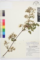 梨山小蓑衣藤藏品圖，第1張