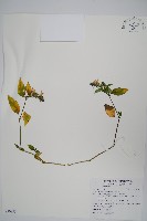 明萼草藏品圖，第1張