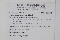 明萼草藏品圖，第2張