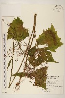 臺灣福王草藏品圖，第1張