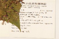 臺灣福王草藏品圖，第2張