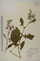 昭和草藏品圖，第1張