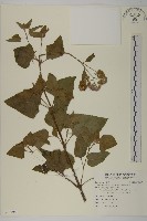 紫花霍香薊藏品圖，第1張