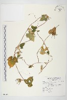 碗仔花藏品圖，第1張