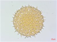 碗仔花藏品圖，第2張