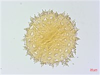 碗仔花藏品圖，第3張