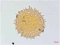 碗仔花藏品圖，第4張