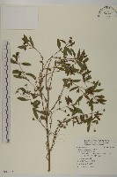 鱧腸藏品圖，第1張