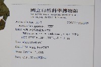 刺莧藏品圖，第2張