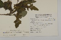 纓絨花藏品圖，第2張