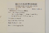 纓絨花藏品圖，第2張