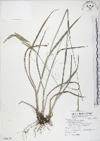 吳氏雀稗藏品圖，第1張