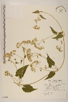 蔓澤蘭藏品圖，第1張