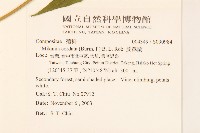 蔓澤蘭藏品圖，第2張