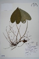 下花細辛藏品圖，第1張