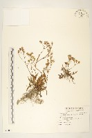 關山千里光藏品圖，第1張