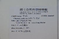 呂宋莢迷藏品圖，第2張