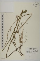 大頭艾納香藏品圖，第1張