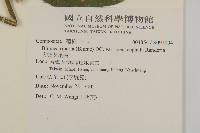 大頭艾納香藏品圖，第2張