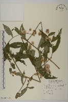 大頭艾納香藏品圖，第3張