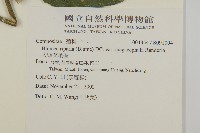 大頭艾納香藏品圖，第4張