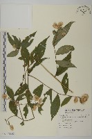 大頭艾納香藏品圖，第5張